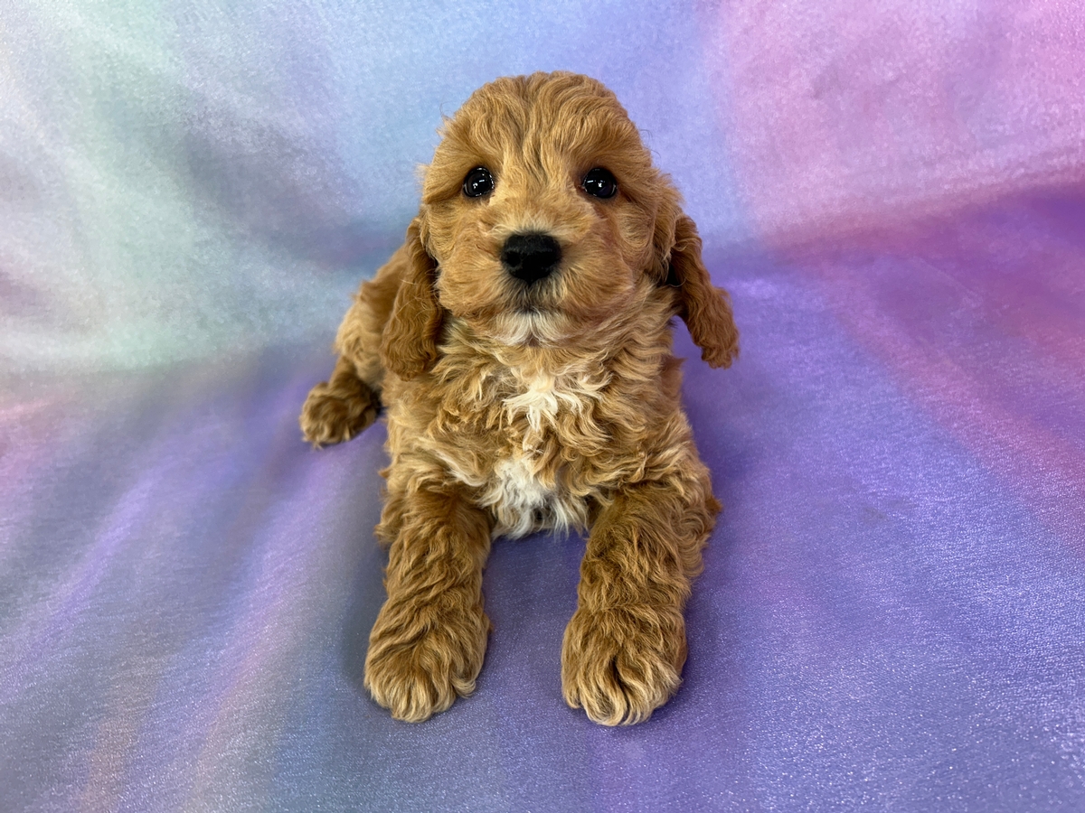Male Schnoodle Puppy for Sale DOB 1-15-2026 $950